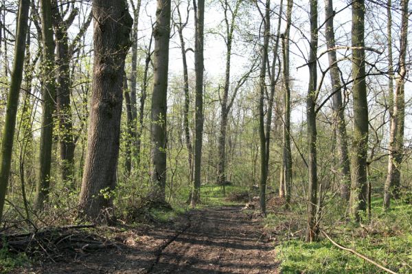 Svatý Mikuláš, Kačina, 14.4.2008
Lužní les v jižní části bažantnice.
Klíčová slova: Svatý Mikuláš Kačina bažantnice