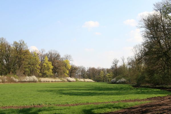 Svatý Mikuláš, Kačina, 14.4.2008
Luka pod zámkem podél Staré Klejnárky.
Klíčová slova: Svatý Mikuláš Kačina park