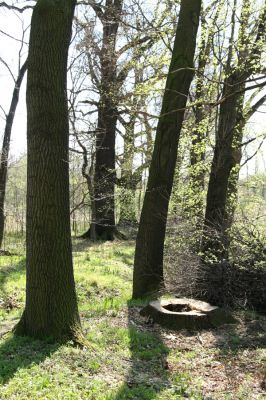 Svatý Mikuláš, Kačina, 14.4.2008
Západní okraj lužního lesa u Staré Klejnárky. 
Klíčová slova: Svatý Mikuláš Kačina bažantnice