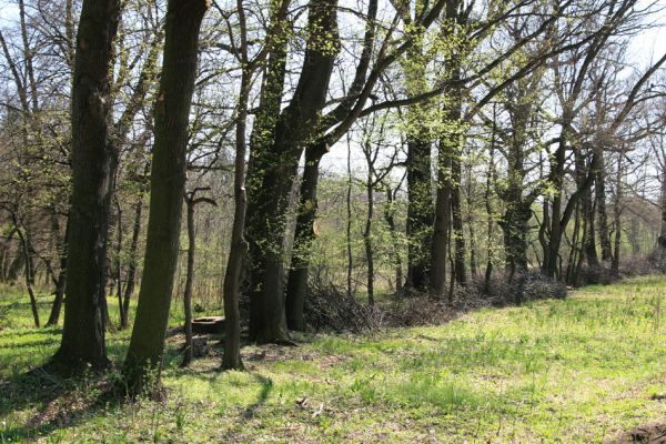 Svatý Mikuláš, Kačina, 14.4.2008
Západní okraj lužního lesa u Staré Klejnárky. 
Klíčová slova: Svatý Mikuláš Kačina bažantnice