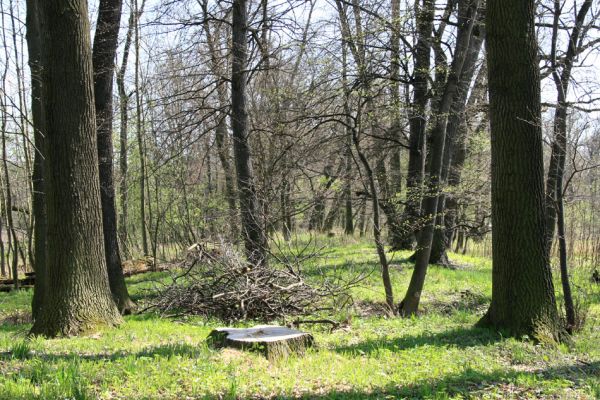 Svatý Mikuláš, Kačina, 14.4.2008
Lužní les na západním okraji u  Staré Klejnárky. 
Schlüsselwörter: Svatý Mikuláš Kačina bažantnice Cucujus cinnaberinus