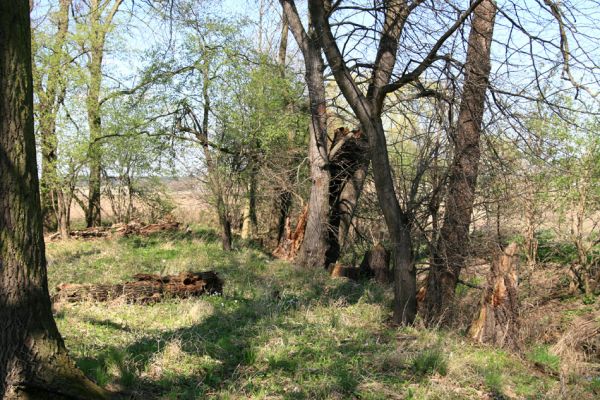 Svatý Mikuláš, Kačina, 14.4.2008
Západní okraj lužního lesa u Staré Klejnárky. Ve starých olších se vyvíjí Cucujus cinnaberinus.
Klíčová slova: Svatý Mikuláš Kačina bažantnice Cucujus cinnaberinus