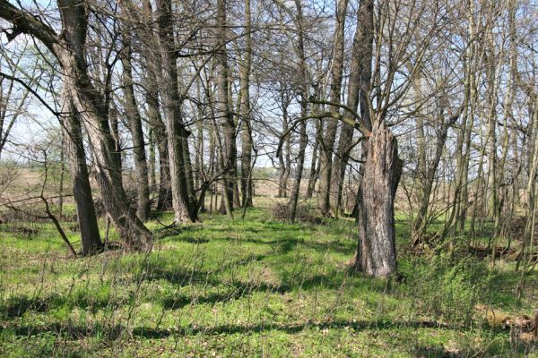 Svatý Mikuláš, Kačina, 14.4.2008
Západní okraj lužního lesa u Staré Klejnárky. 
Klíčová slova: Svatý Mikuláš Kačina bažantnice Cucujus cinnaberinus