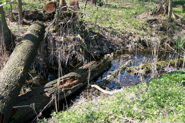 Svatý Mikuláš, Kačina, 14.4.2008
Západní okraj lužního lesa u Staré Klejnárky. 
Klíčová slova: Svatý Mikuláš Kačina bažantnice Cucujus cinnaberinus