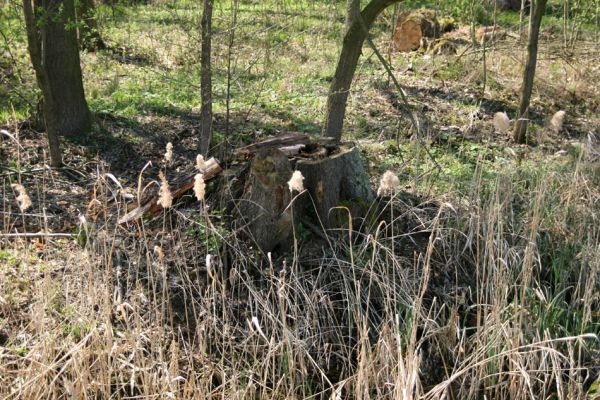 Svatý Mikuláš, Kačina, 14.4.2008
Západní okraj lužního lesa u Staré Klejnárky. 
Schlüsselwörter: Svatý Mikuláš Kačina bažantnice Cucujus cinnaberinus