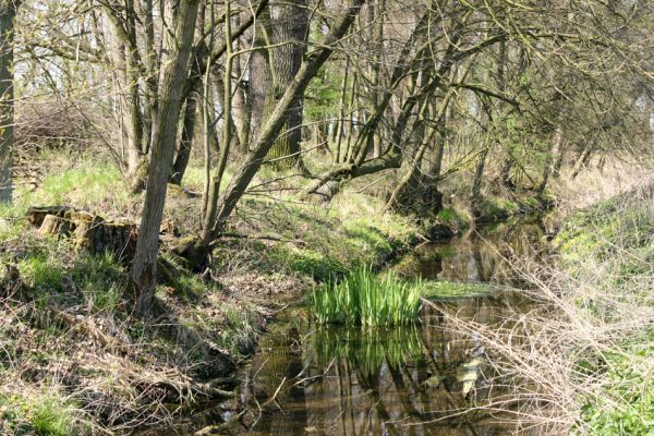 Svatý Mikuláš, Kačina, 14.4.2008
Západní okraj lužního lesa u Staré Klejnárky. 
Klíčová slova: Svatý Mikuláš Kačina bažantnice Cucujus cinnaberinus