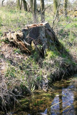 Svatý Mikuláš, Kačina, 14.4.2008
Západní okraj lužního lesa u Staré Klejnárky. Kácení starších kmenů olší devastuje biotop lesáka Cucujus cinnaberinus.
Schlüsselwörter: Svatý Mikuláš Kačina bažantnice Cucujus cinnaberinus