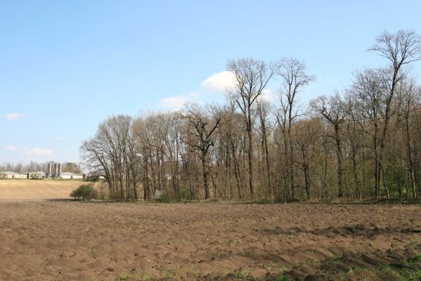 Svatý Mikuláš, Kačina, 14.4.2008
Severozápadní okraj lužního lesa u Staré Klejnárky. V pozadí vepřín.
Klíčová slova: Svatý Mikuláš Kačina bažantnice