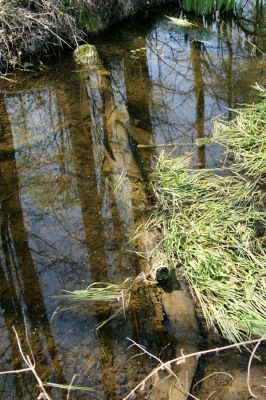 Svatý Mikuláš, Kačina, 14.4.2008
Západní okraj lužního lesa u Staré Klejnárky. 
Klíčová slova: Svatý Mikuláš Kačina bažantnice