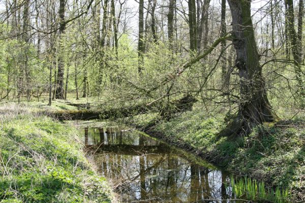 Svatý Mikuláš, Kačina, 14.4.2008
Severozápadní část lužního lesa u Staré Klejnárky.
Mots-clés: Svatý Mikuláš Kačina bažantnice