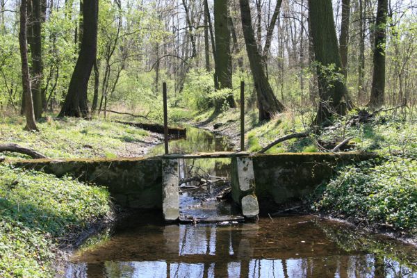 Svatý Mikuláš, Kačina, 14.4.2008
Severozápadní část lužního lesa u Staré Klejnárky.
Schlüsselwörter: Svatý Mikuláš Kačina bažantnice