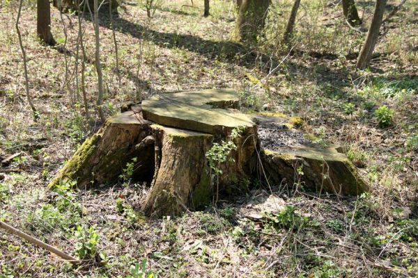 Svatý Mikuláš, Kačina, 14.4.2008
Severozápadní část lužního lesa nedaleko Staré Klejnárky. V lese se těží výběrovým způsobem.
Klíčová slova: Svatý Mikuláš Kačina bažantnice