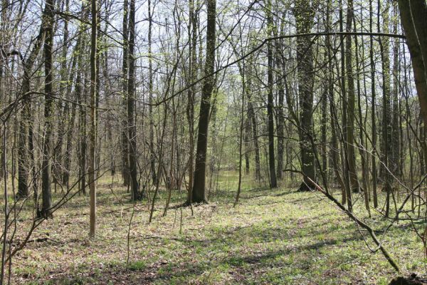 Svatý Mikuláš, Kačina, 14.4.2008
Severozápadní část lužního lesa nedaleko Staré Klejnárky.
Klíčová slova: Svatý Mikuláš Kačina bažantnice