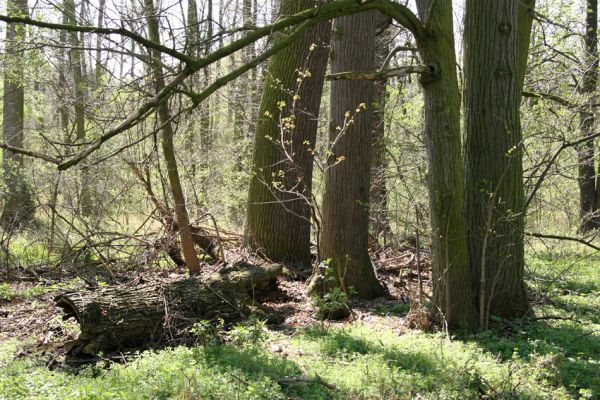 Svatý Mikuláš, Kačina, 14.4.2008
Severozápadní okraj lužního lesa.
Klíčová slova: Svatý Mikuláš Kačina bažantnice