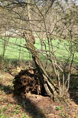 Svatý Mikuláš, Kačina, 14.4.2008
Severozápadní okraj lužního lesa. Mladá lípa vyrůstá na zbytku z rozpadlého kmenu staré lípy.
Mots-clés: Svatý Mikuláš Kačina bažantnice