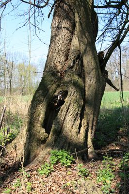 Svatý Mikuláš, Kačina, 14.4.2008
Dutý strom na severozápadním okraji lužního lesa. 
Schlüsselwörter: Svatý Mikuláš Kačina bažantnice