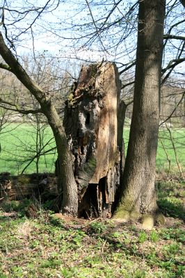 Svatý Mikuláš, Kačina, 14.4.2008
Severozápadní okraj lužního lesa. Mrtvý jasan.
Mots-clés: Svatý Mikuláš Kačina bažantnice Elater ferrugineus