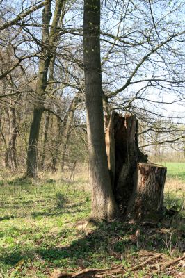 Svatý Mikuláš, Kačina, 14.4.2008
Severozápadní okraj lužního lesa. 
Klíčová slova: Svatý Mikuláš Kačina bažantnice