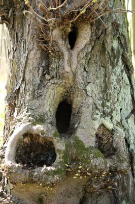 Svatý Mikuláš, Kačina, 14.4.2008
Severozápadní okraj lužního lesa. Dutý jírovec osídlený kovaříky Crepidophorus mutilatus a Ischnodes sangunicollis.
Mots-clés: Svatý Mikuláš Kačina bažantnice Crepidophorus mutilatus Ischnodes sangunicollis