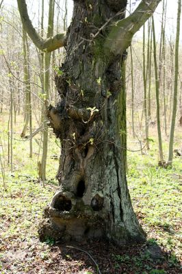 Svatý Mikuláš, Kačina, 14.4.2008
Severozápadní okraj lužního lesa. Dutý jírovec osídlený kovaříky Crepidophorus mutilatus a Ischnodes sangunicollis.
Klíčová slova: Svatý Mikuláš Kačina bažantnice Crepidophorus mutilatus Ischnodes sangunicollis