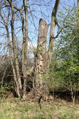 Svatý Mikuláš, Kačina, 14.4.2008
Severozápadní okraj lužního lesa. Mrtvý jasan.
Schlüsselwörter: Svatý Mikuláš Kačina bažantnice