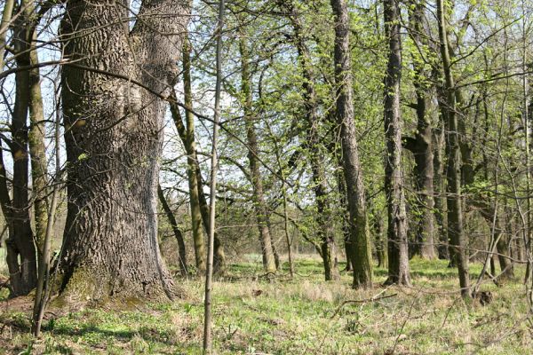 Svatý Mikuláš, Kačina, 14.4.2008
Severozápadní okraj lužního lesa. Obří jasan.
Schlüsselwörter: Svatý Mikuláš Kačina bažantnice