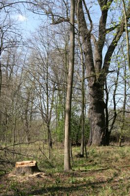 Svatý Mikuláš, Kačina, 14.4.2008
Severozápadní okraj lužního lesa. Obrovský jasan.
Klíčová slova: Svatý Mikuláš Kačina bažantnice