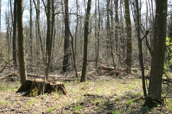 Svatý Mikuláš, Kačina, 14.4.2008
Severozápadní okraj lužního lesa. 
Klíčová slova: Svatý Mikuláš Kačina bažantnice