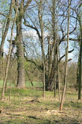 Svatý Mikuláš, Kačina, 14.4.2008
Severozápadní okraj lužního lesa. 
Klíčová slova: Svatý Mikuláš Kačina bažantnice Elater ferrugineus