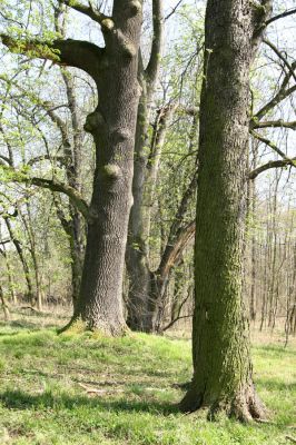 Svatý Mikuláš, Kačina, 14.4.2008
Severozápadní okraj lužního lesa. 
Mots-clés: Svatý Mikuláš Kačina bažantnice