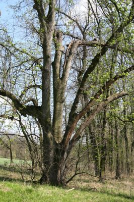 Svatý Mikuláš, Kačina, 14.4.2008
Severozápadní okraj lužního lesa. Mohutná lípa.
Klíčová slova: Svatý Mikuláš Kačina bažantnice