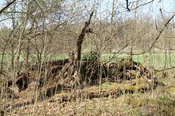 Svatý Mikuláš, Kačina, 14.4.2008
Severozápadní okraj lužního lesa. Rozpadlá lípa.
Schlüsselwörter: Svatý Mikuláš Kačina bažantnice