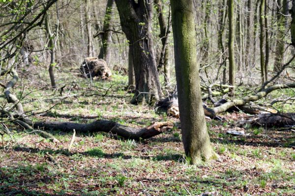 Svatý Mikuláš, Kačina, 14.4.2008
Severozápadní okraj lužního lesa. 
Klíčová slova: Svatý Mikuláš Kačina bažantnice