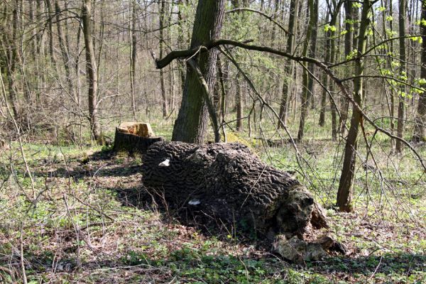 Svatý Mikuláš, Kačina, 14.4.2008
Severozápadní okraj lužního lesa. Někomu vadilo torzo jasanu, tak ho podříznul...
Schlüsselwörter: Svatý Mikuláš Kačina bažantnice Crepidophorus mutilatus