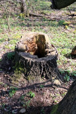 Svatý Mikuláš, Kačina, 14.4.2008
Severozápadní okraj lužního lesa. A je po jasanu.
Klíčová slova: Svatý Mikuláš Kačina bažantnice