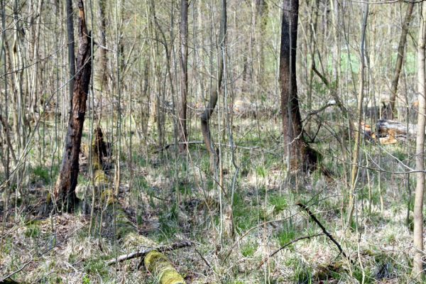 Svatý Mikuláš, Kačina, 14.4.2008
Severozápadní část lužního lesa. 
Klíčová slova: Svatý Mikuláš Kačina bažantnice