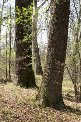 Svatý Mikuláš, Kačina, 14.4.2008
Severní část lužního lesa - dubový háj.
Klíčová slova: Svatý Mikuláš Kačina bažantnice