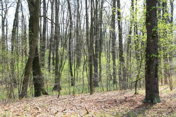 Svatý Mikuláš, Kačina, 14.4.2008
Severní část lužního lesa - dubový háj.
Mots-clés: Svatý Mikuláš Kačina bažantnice