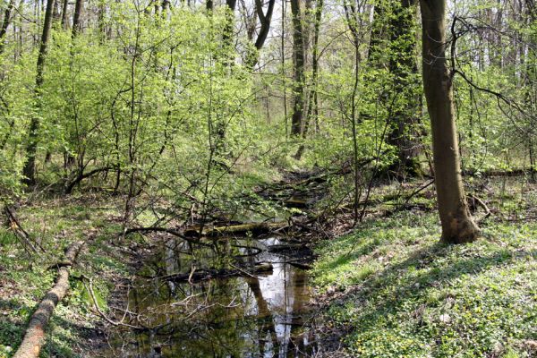 Svatý Mikuláš, Kačina, 14.4.2008
Severní část lužního lesa - Stará Klejnárka.
Mots-clés: Svatý Mikuláš Kačina bažantnice