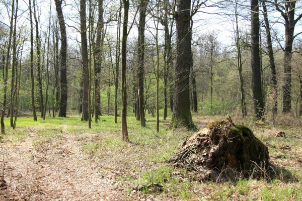 Svatý Mikuláš, Kačina, 14.4.2008
Severní část lužního lesa - dubový háj. 
Mots-clés: Svatý Mikuláš Kačina bažantnice