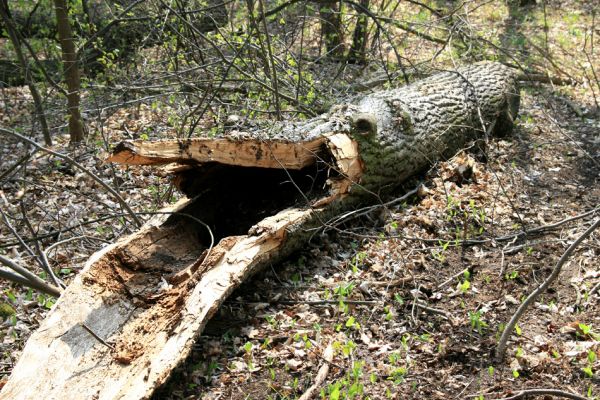 Svatý Mikuláš, Kačina, 14.4.2008
Severní část lužního lesa - dubový háj. Pokácený dub s dutinou osídlenou páchníky a kovaříky Elater ferrugineus. 
Klíčová slova: Svatý Mikuláš Kačina bažantnice Elater ferrugineus páchník Osmoderma barnabita