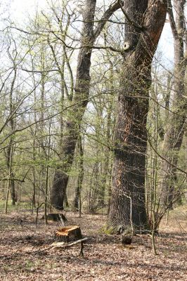 Svatý Mikuláš, Kačina, 14.4.2008
Severní část lužního lesa - dubový háj. 
Klíčová slova: Svatý Mikuláš Kačina bažantnice