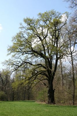 Svatý Mikuláš, Kačina, 14.4.2008
Na Ostrůvcích (Loc: 49°58'58.818"N, 15°19'55.811"E). Solitérní dub na okraji louky.
Klíčová slova: Svatý Mikuláš Kačina bažantnice