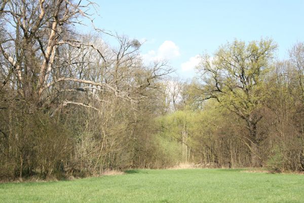 Svatý Mikuláš, Kačina, 14.4.2008
Na Ostrůvcích (Loc: 49°58'58.372"N, 15°19'53.297"E). Louka v lužním lese.
Mots-clés: Svatý Mikuláš Kačina bažantnice