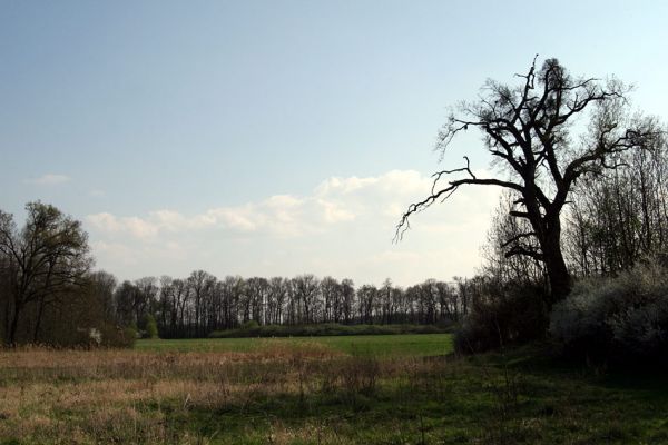 Svatý Mikuláš, Kačina, 14.4.2008
Louky nedaleko hájovny (Loc: 49°58'58.477"N, 15°19'39.137"E).
Klíčová slova: Svatý Mikuláš Kačina bažantnice