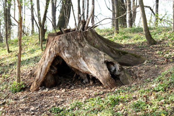 Svatý Mikuláš, Kačina, 14.4.2008
Porost s pařezy dubů na staré hrázi na jihozápadním okraji bažantnice. 
Klíčová slova: Svatý Mikuláš Kačina bažantnice