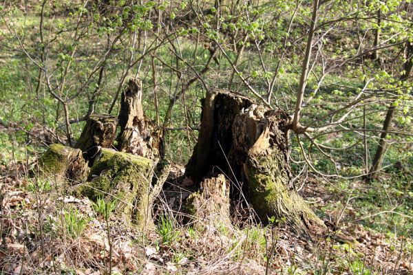 Svatý Mikuláš, Kačina, 14.4.2008
Pařez dub na staré hrázi na jihozápadním okraji bažantnice. 
Klíčová slova: Svatý Mikuláš Kačina bažantnice