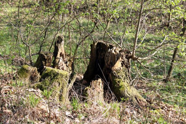 Svatý Mikuláš, Kačina, 14.4.2008
Pařez dub na staré hrázi na jihozápadním okraji bažantnice. 
Schlüsselwörter: Svatý Mikuláš Kačina bažantnice