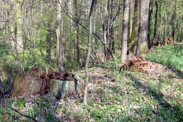 Svatý Mikuláš, Kačina, 14.4.2008
Porost s pařezy dubů na staré hrázi na jihozápadním okraji bažantnice. 
Mots-clés: Svatý Mikuláš Kačina bažantnice