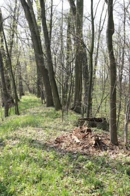 Svatý Mikuláš, Kačina, 14.4.2008
Porost s pařezy dubů na staré hrázi na jihozápadním okraji bažantnice. 
Keywords: Svatý Mikuláš Kačina bažantnice